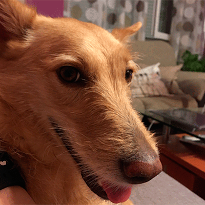 Perro
