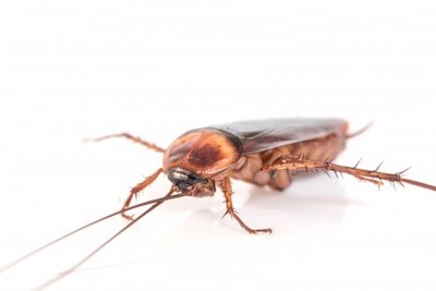 Cucaracha asquerosa ISLA Online