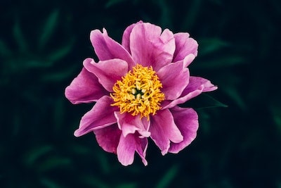 Flor bonita ISLA Online