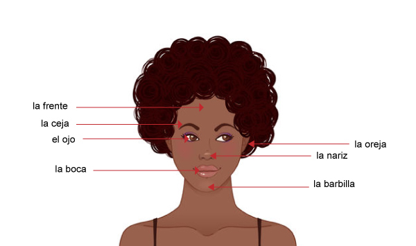 Partes del cuerpo ISLA Online Spanish