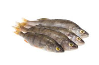 Pescado ISLA Online Spanish