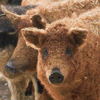 Cerdo Mangalica